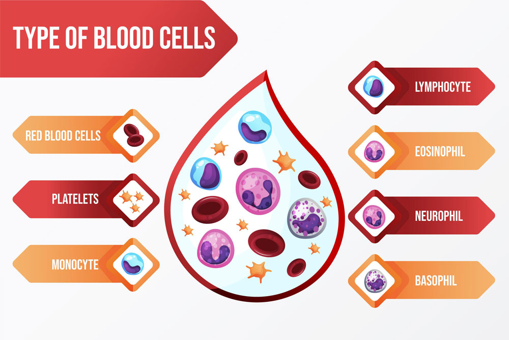 Diagram showing red blood cells, white blood cells, and platelets with labels