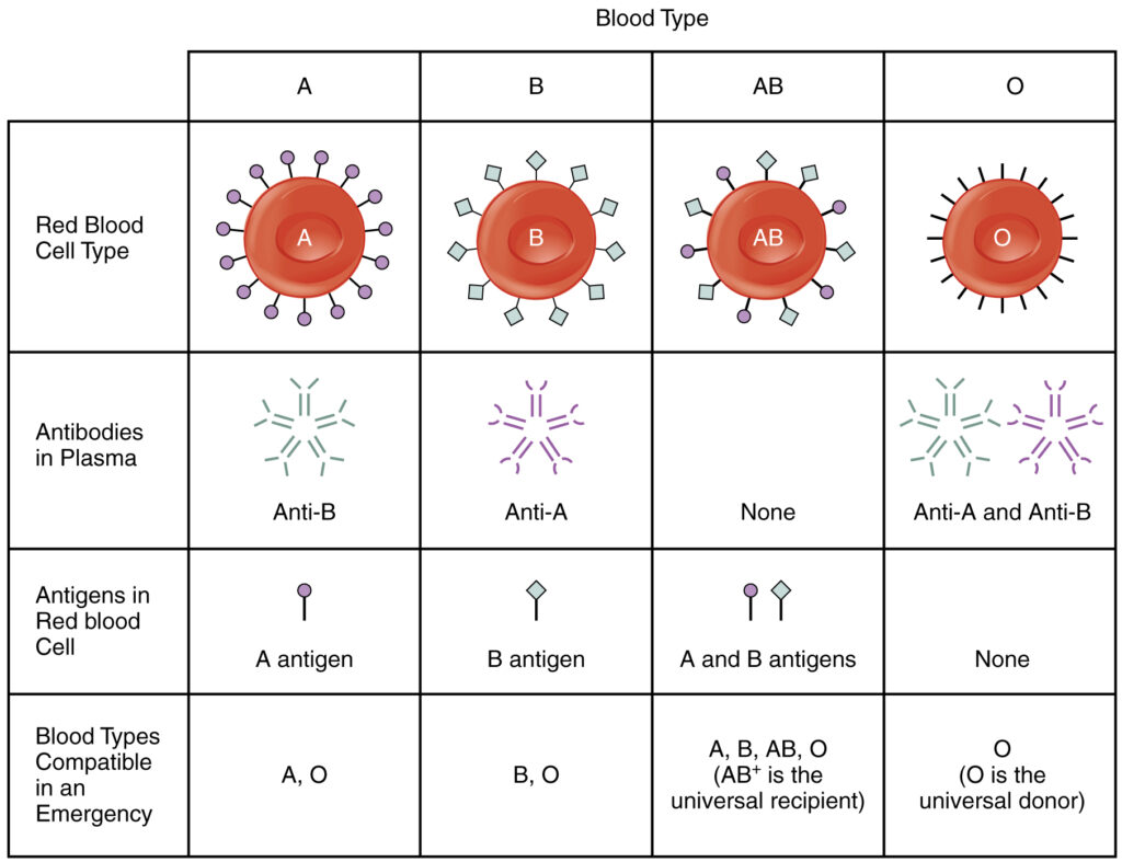 Illustration of ABO and Rh blood group types with antigen and antibody chart