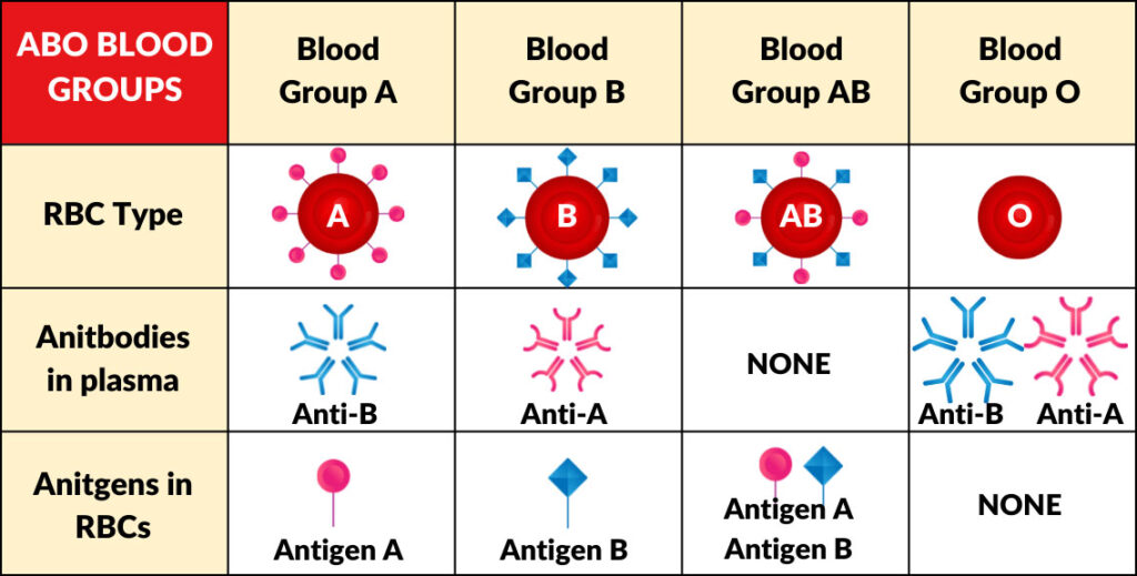 Microscopic view of red blood cells showing target cells characteristic of thalassemia